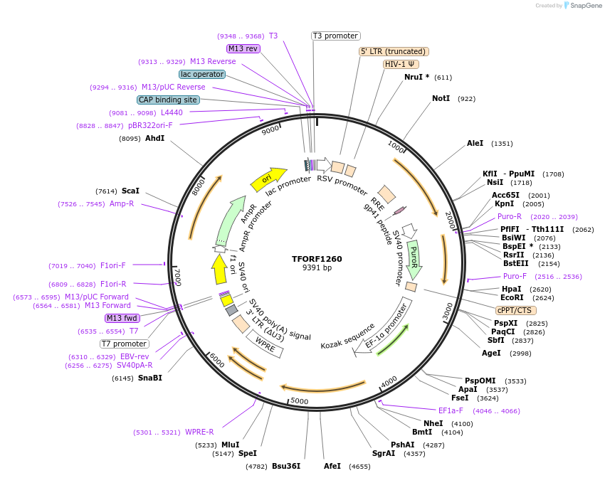 142771-plasmid-map-sequence-id-395840