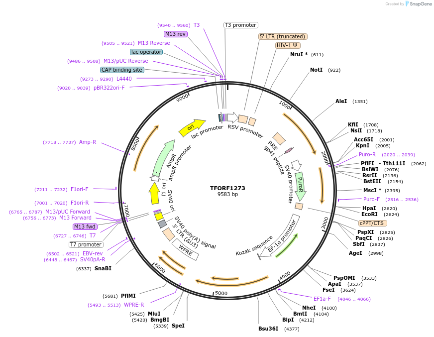 142774-plasmid-map-sequence-id-395843