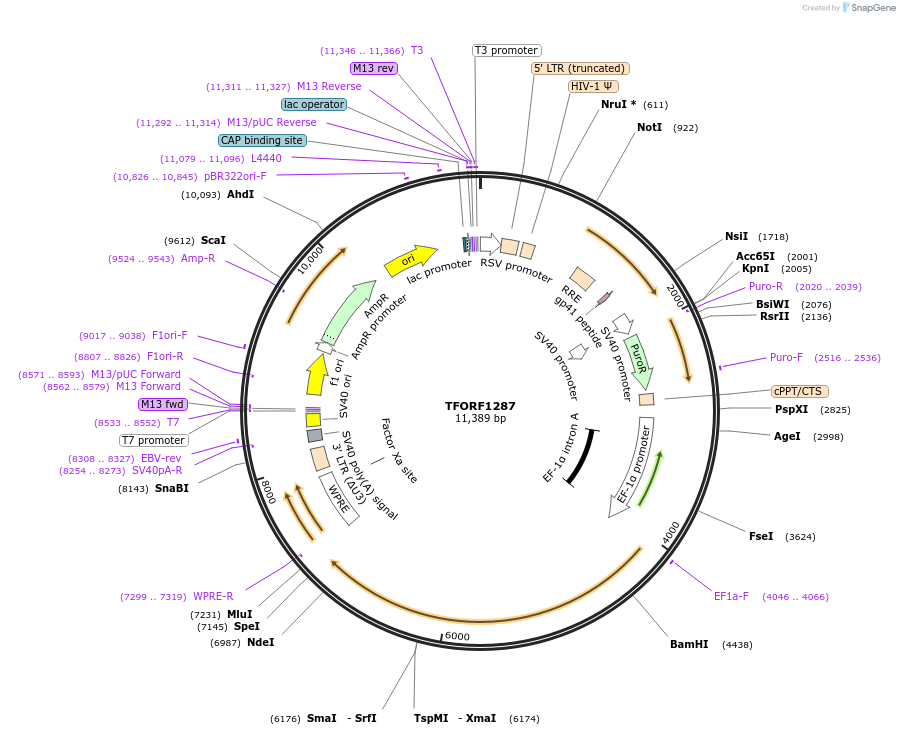 142778-plasmid-map-sequence-id-395844