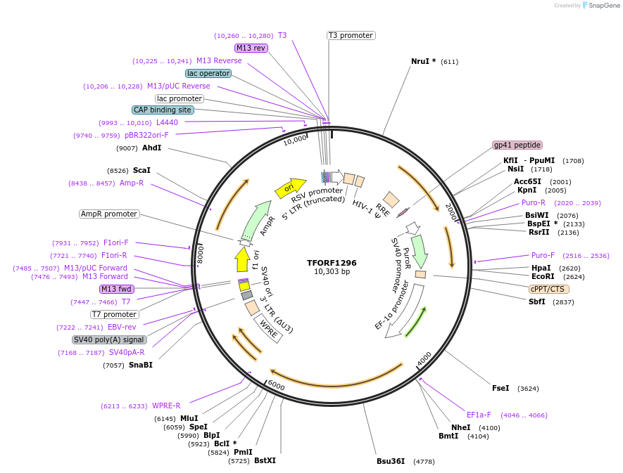 142779-plasmid-map-sequence-id-395845