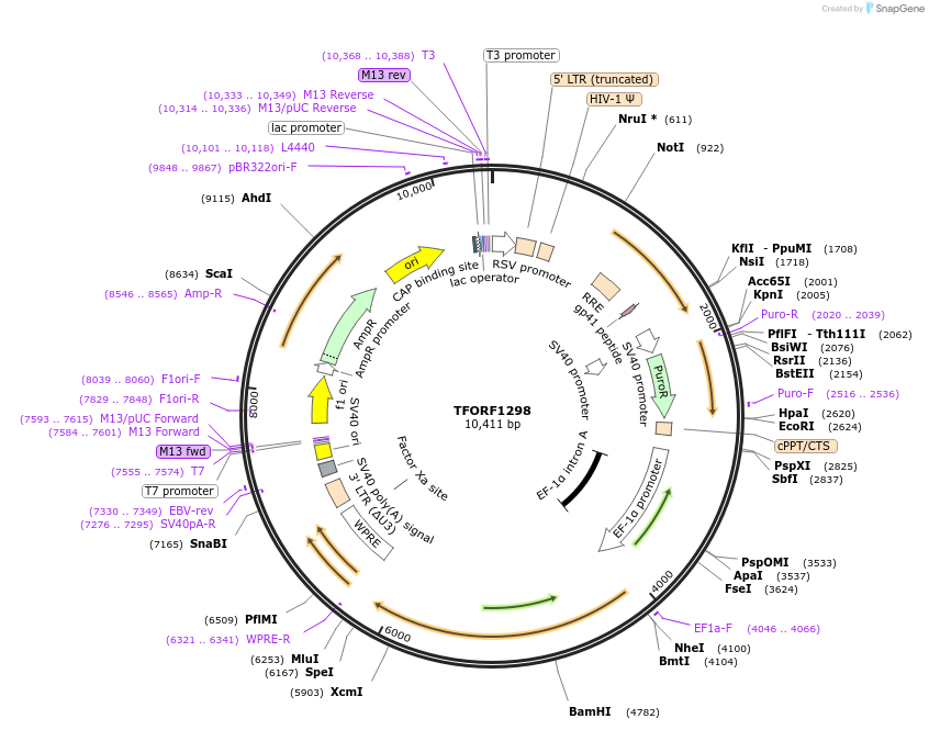 142781-plasmid-map-sequence-id-395847