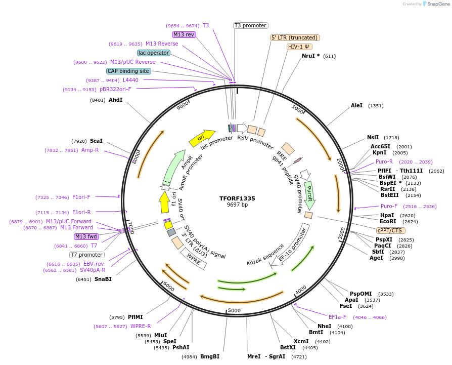 142786-plasmid-map-sequence-id-395849