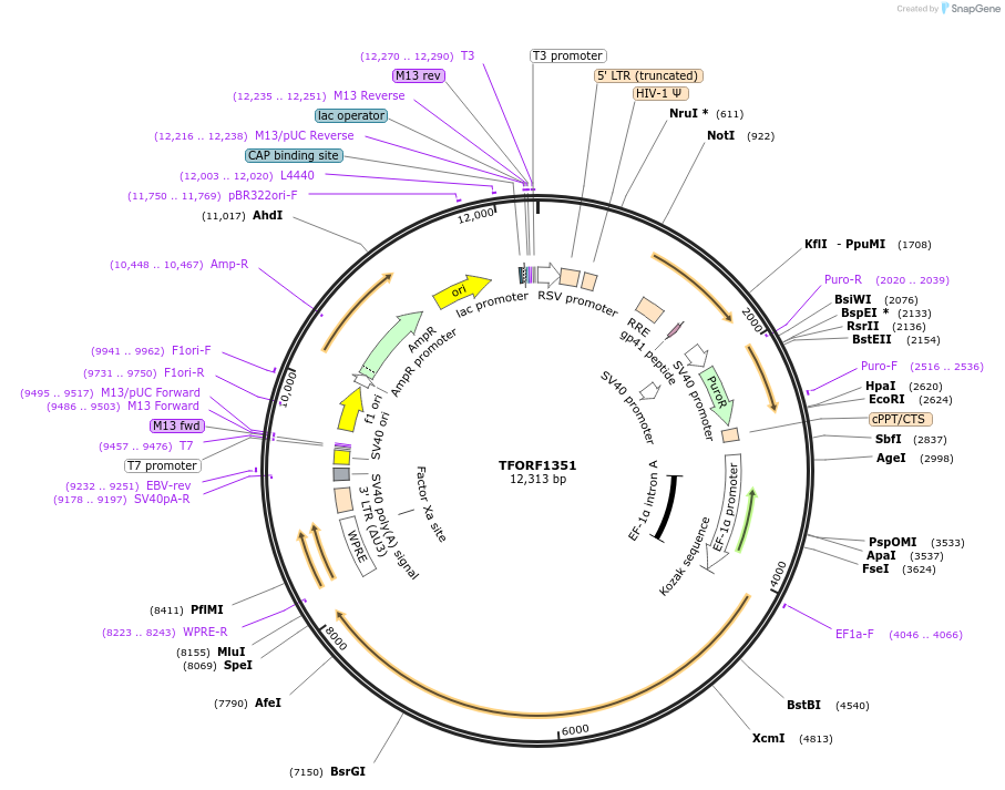 142789-plasmid-map-sequence-id-395851