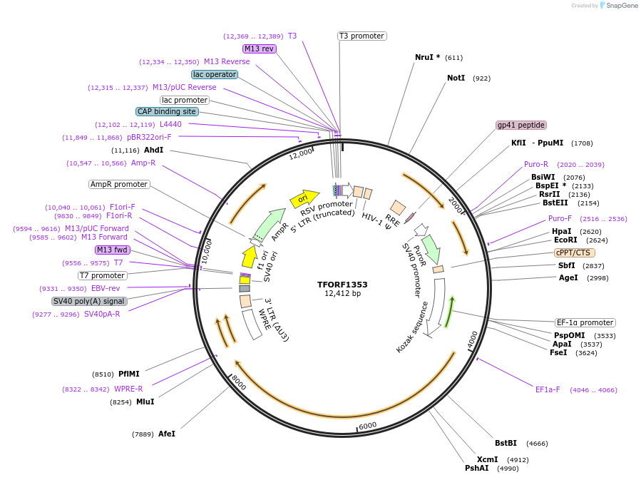 142790-plasmid-map-sequence-id-395852