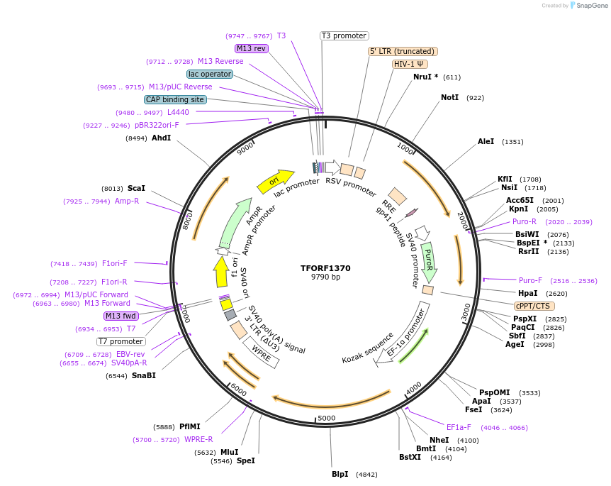 142792-plasmid-map-sequence-id-395853