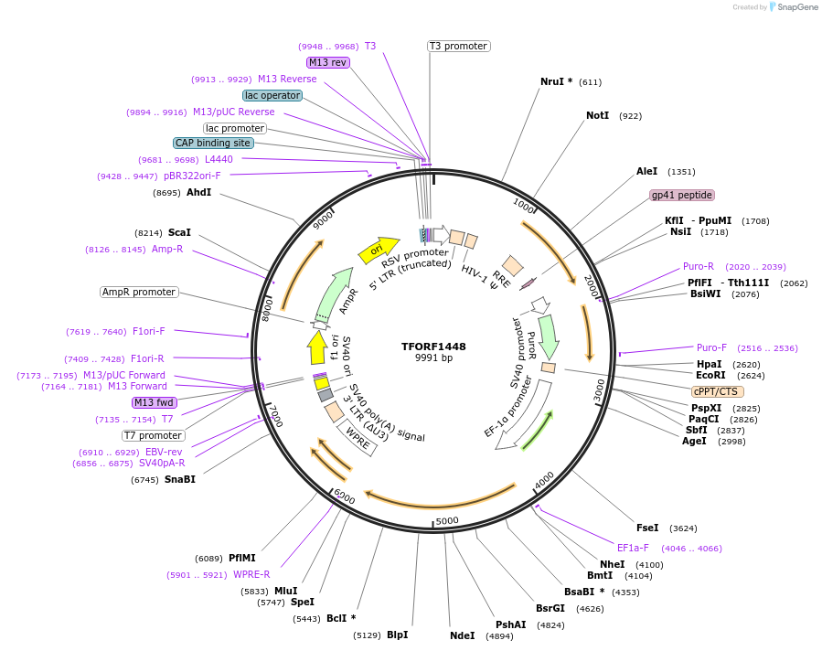 142796-plasmid-map-sequence-id-395857