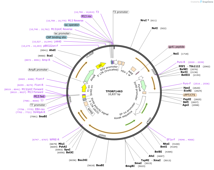 142798-plasmid-map-sequence-id-395858