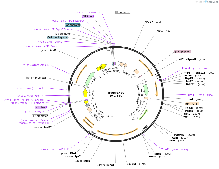142802-plasmid-map-sequence-id-395860