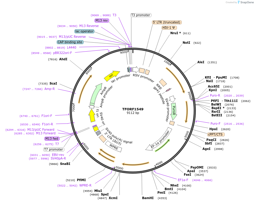 142807-plasmid-map-sequence-id-395863