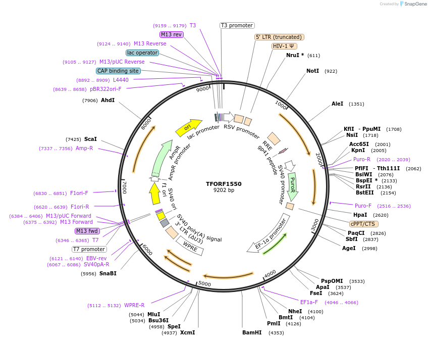 142808-plasmid-map-sequence-id-395864
