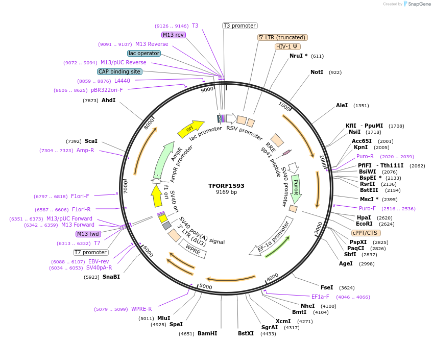 142809-plasmid-map-sequence-id-395865