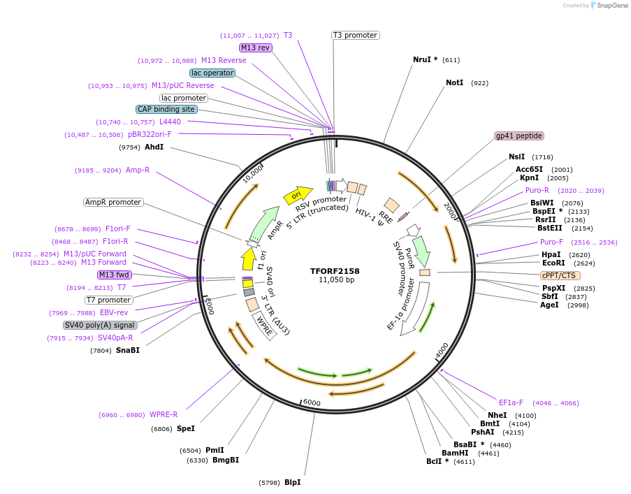 141949-plasmid-map-sequence-id-395867