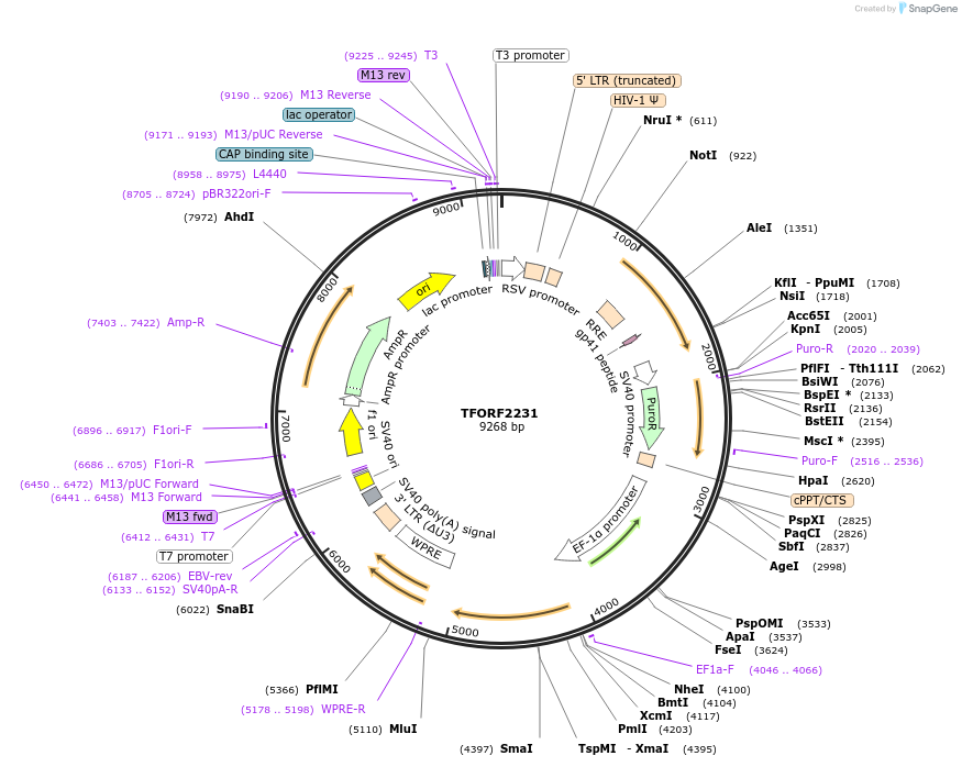 141979-plasmid-map-sequence-id-395868