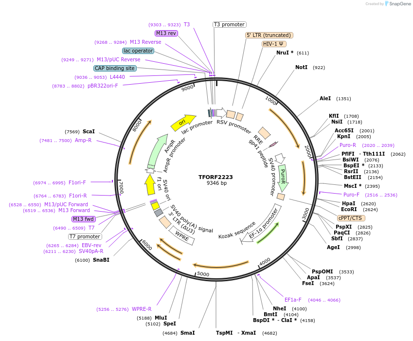 141978-plasmid-map-sequence-id-395869