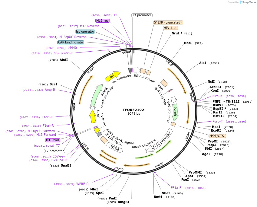 141963-plasmid-map-sequence-id-395871