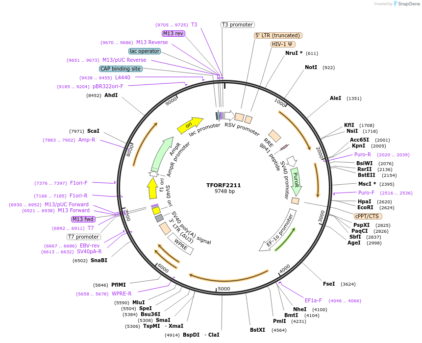 141971-plasmid-map-sequence-id-395872