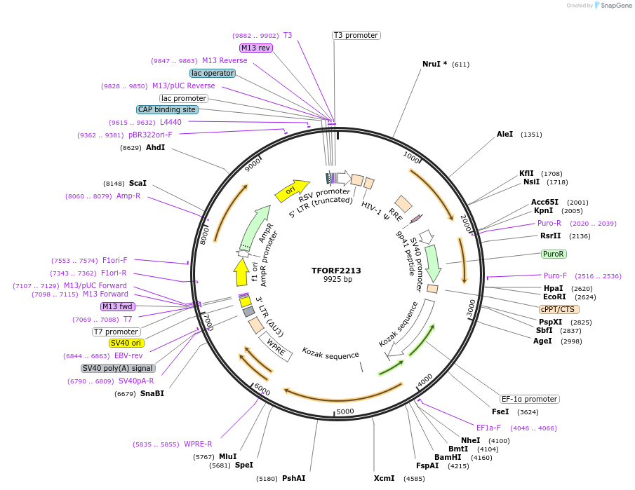 141973-plasmid-map-sequence-id-395873