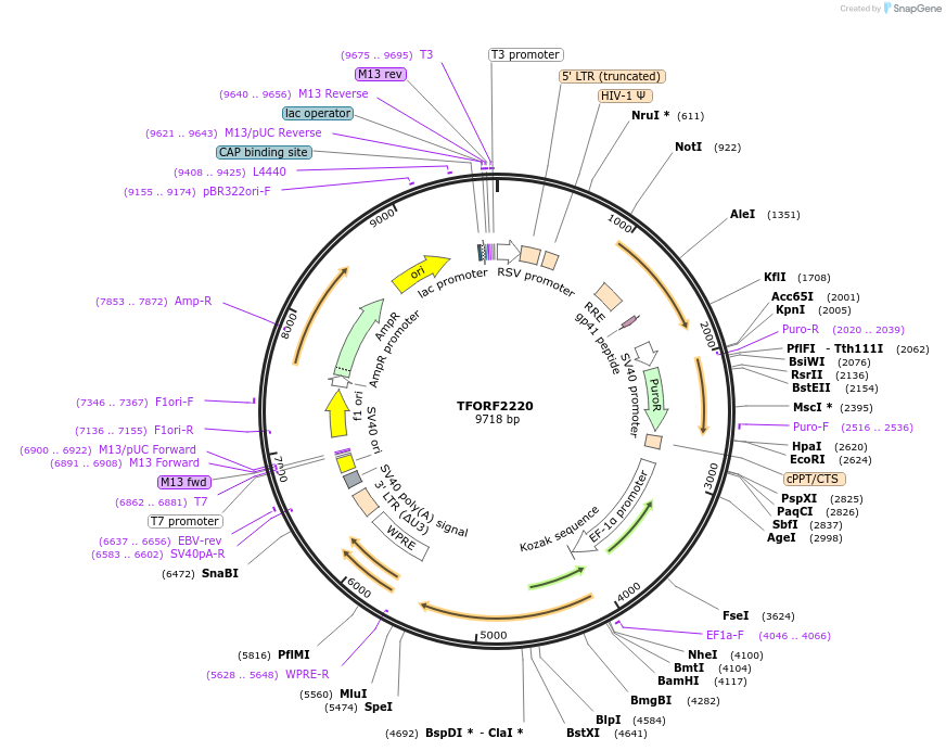 141976-plasmid-map-sequence-id-395876