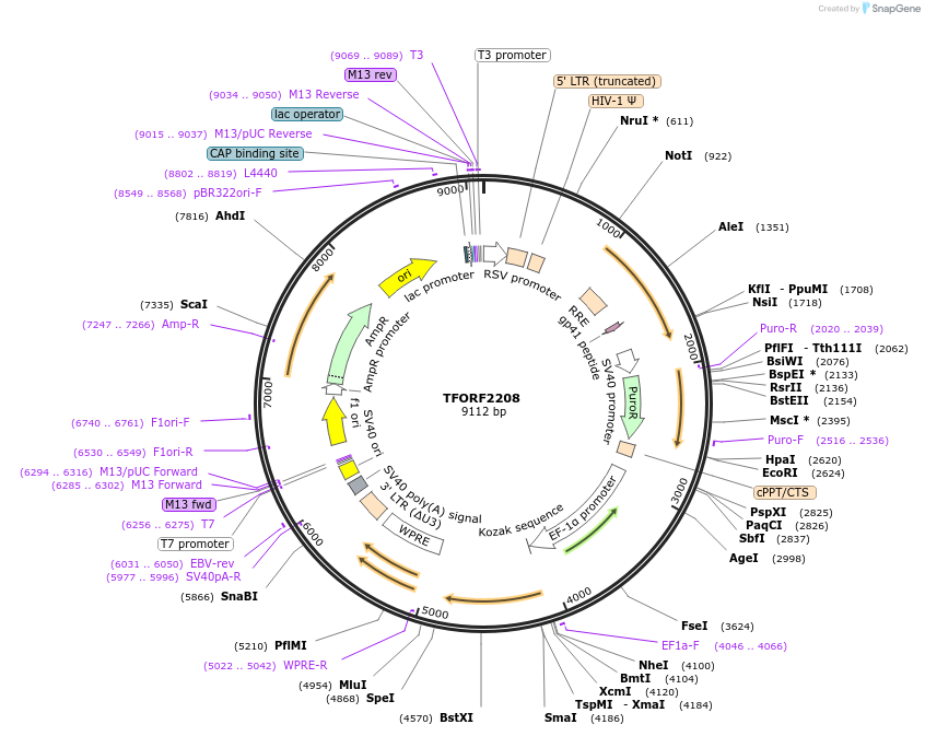141969-plasmid-map-sequence-id-395878