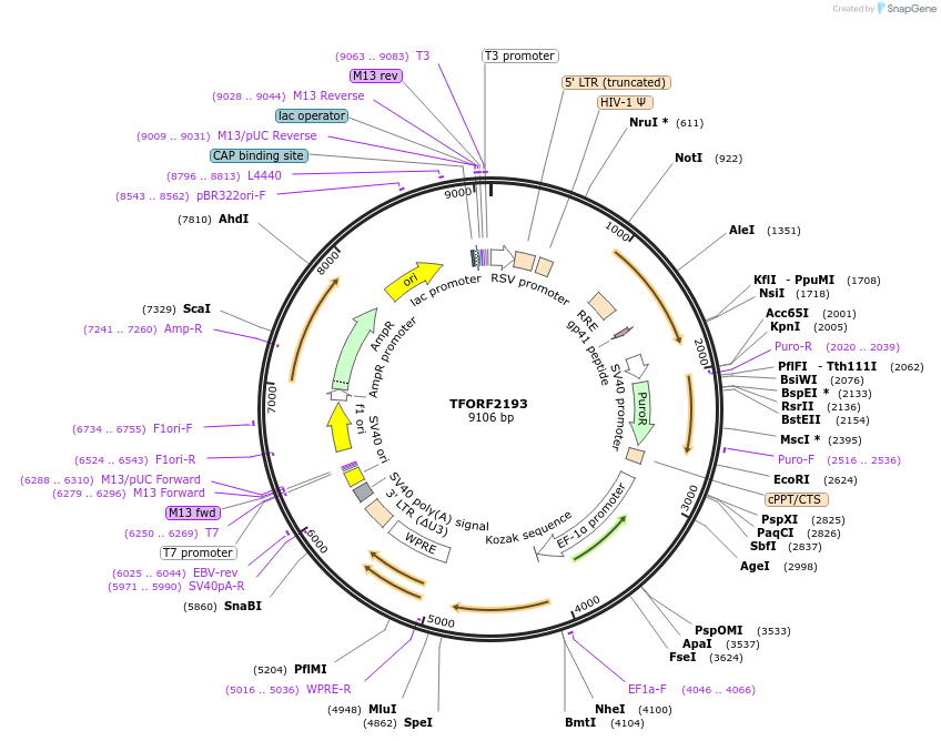 141964-plasmid-map-sequence-id-395879