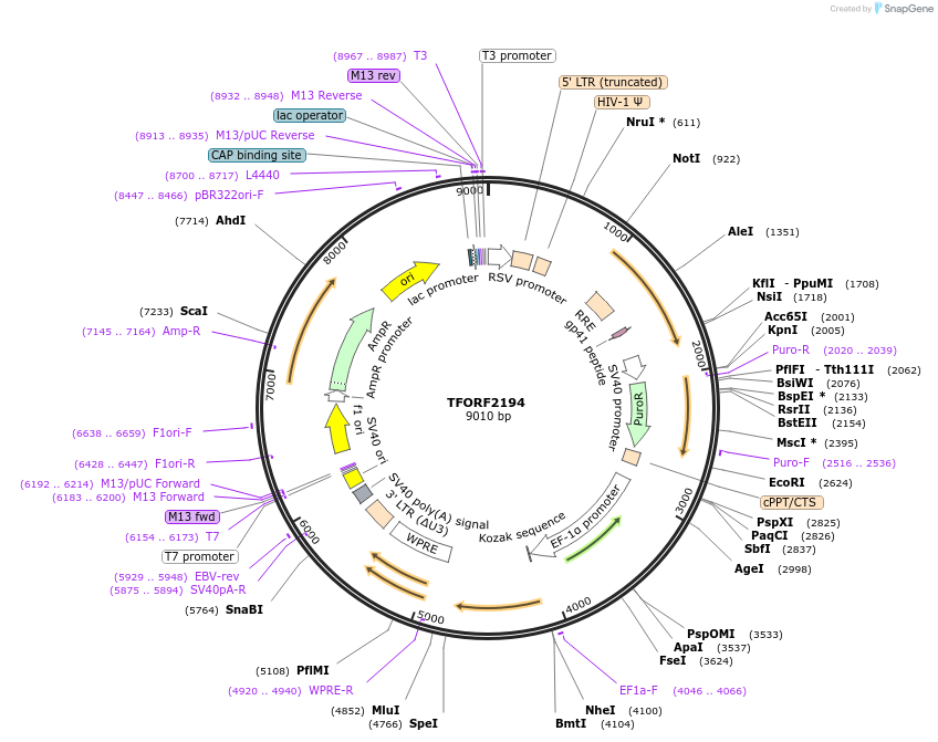 141965-plasmid-map-sequence-id-395880