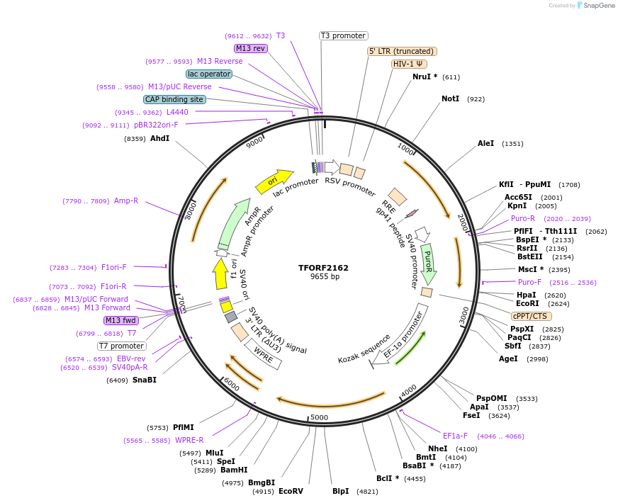 141951-plasmid-map-sequence-id-395881
