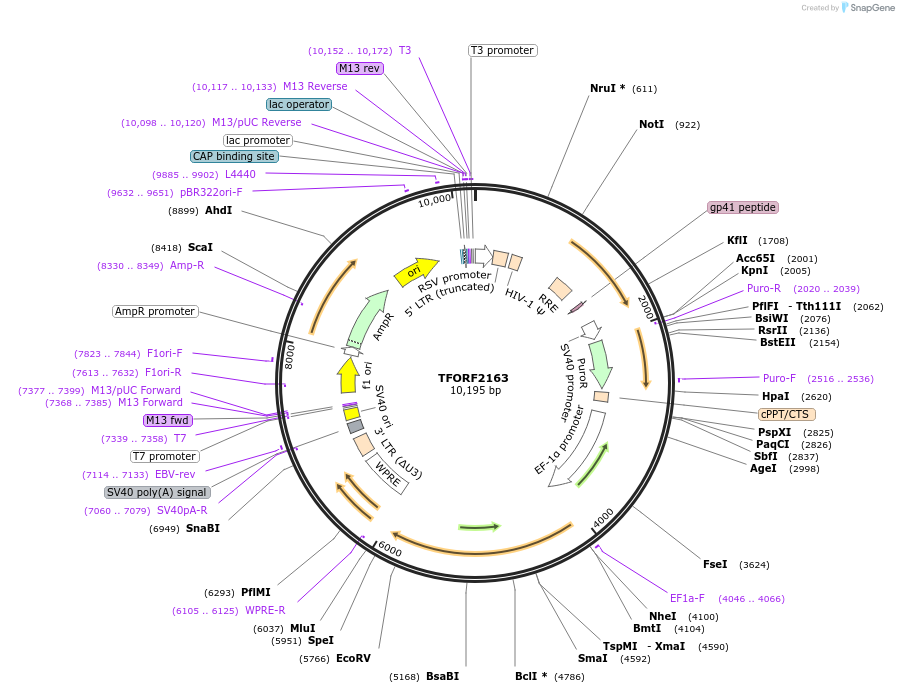 141952-plasmid-map-sequence-id-395882