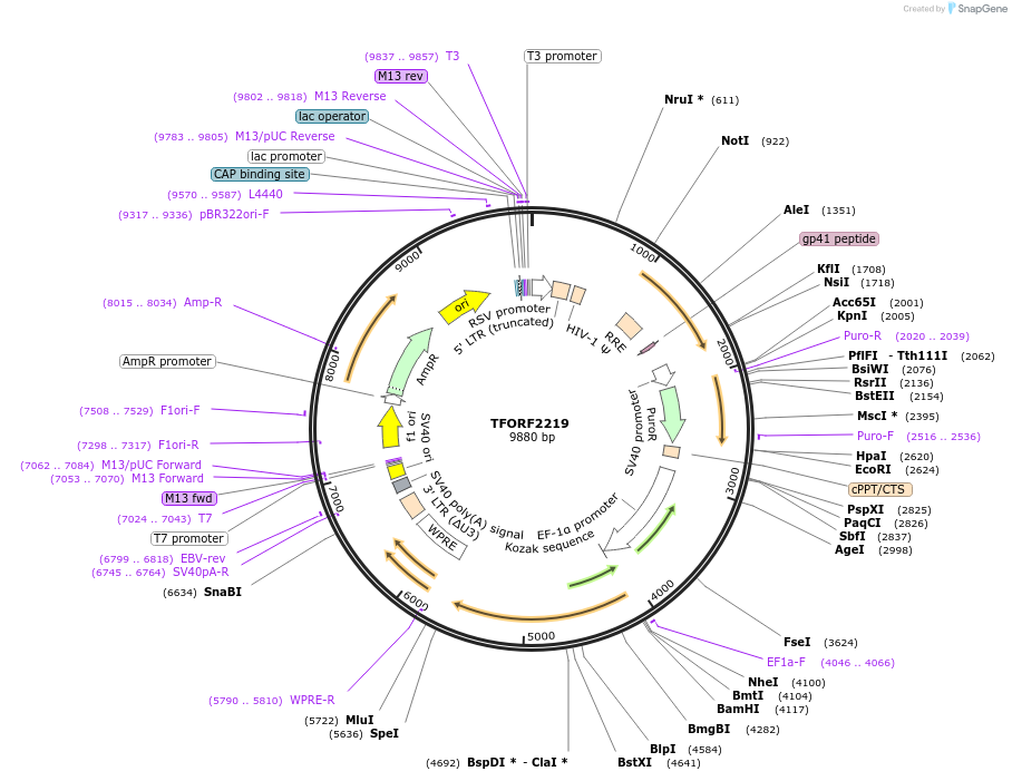 141975-plasmid-map-sequence-id-395883