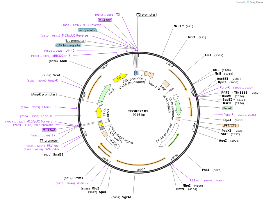 141961-plasmid-map-sequence-id-395889