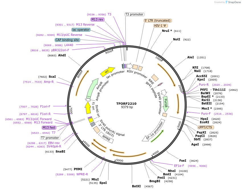 141970-plasmid-map-sequence-id-395890