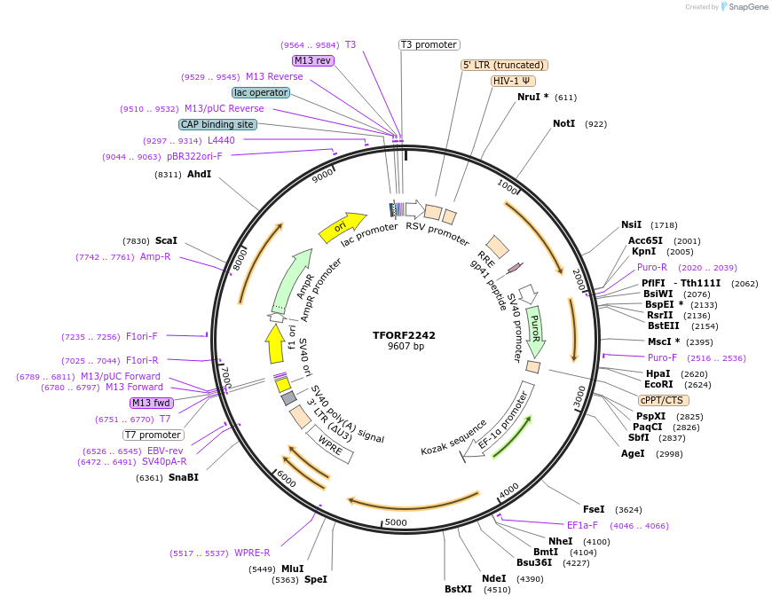 141986-plasmid-map-sequence-id-395891