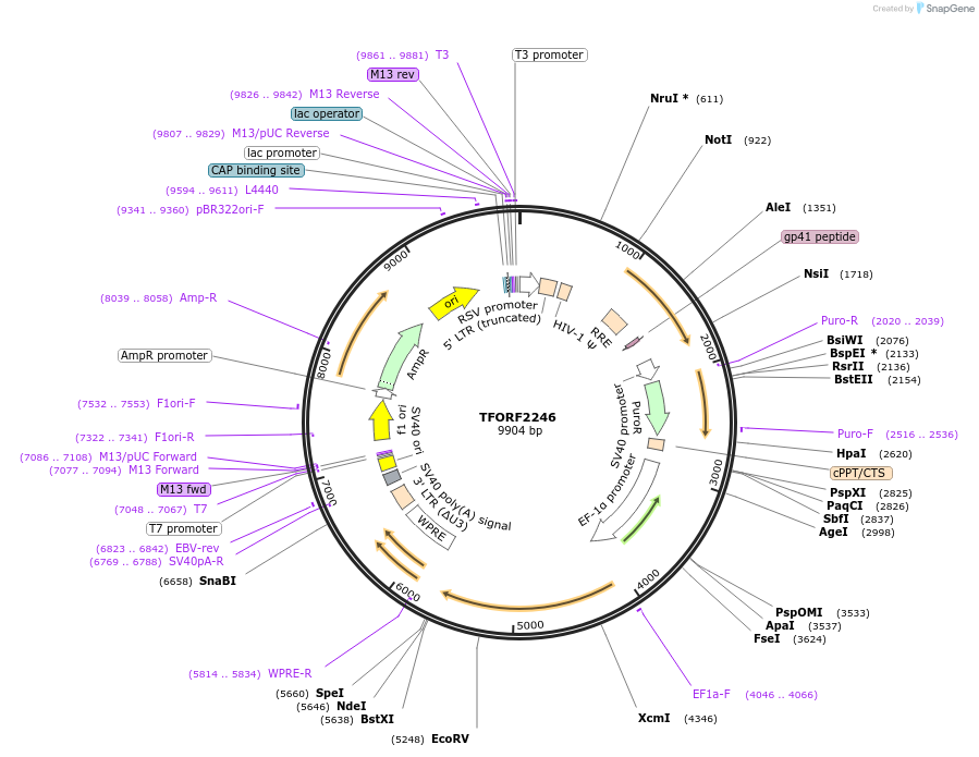 141989-plasmid-map-sequence-id-395892