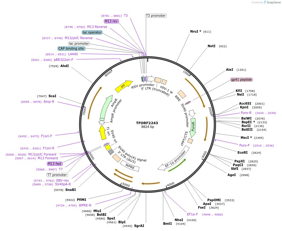 141987-plasmid-map-sequence-id-395900