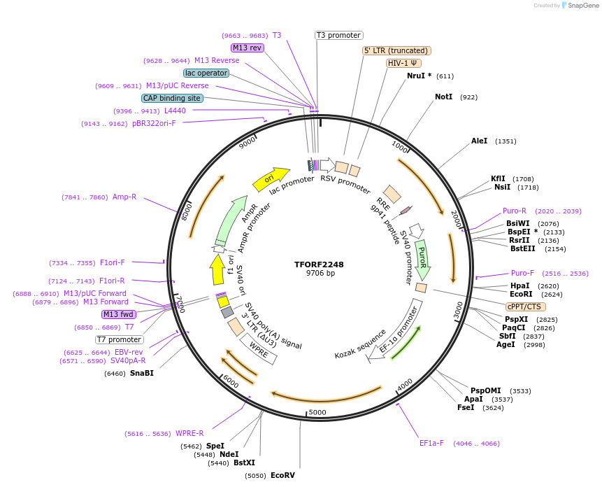 141990-plasmid-map-sequence-id-395901
