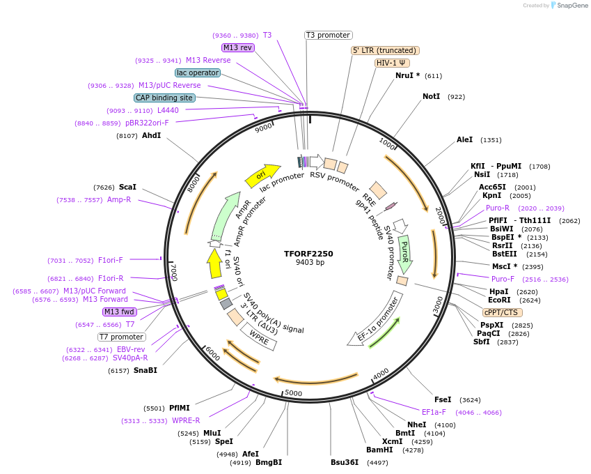 141991-plasmid-map-sequence-id-395902