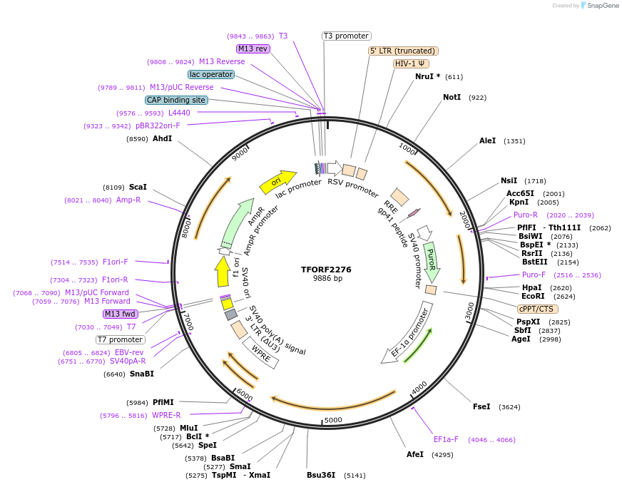 142007-plasmid-map-sequence-id-395912