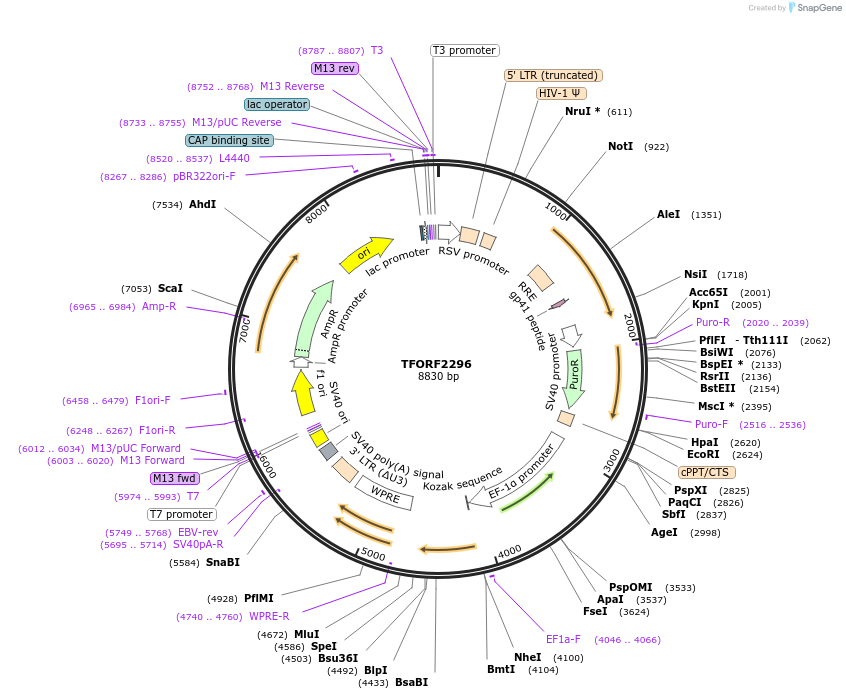 142016-plasmid-map-sequence-id-395915