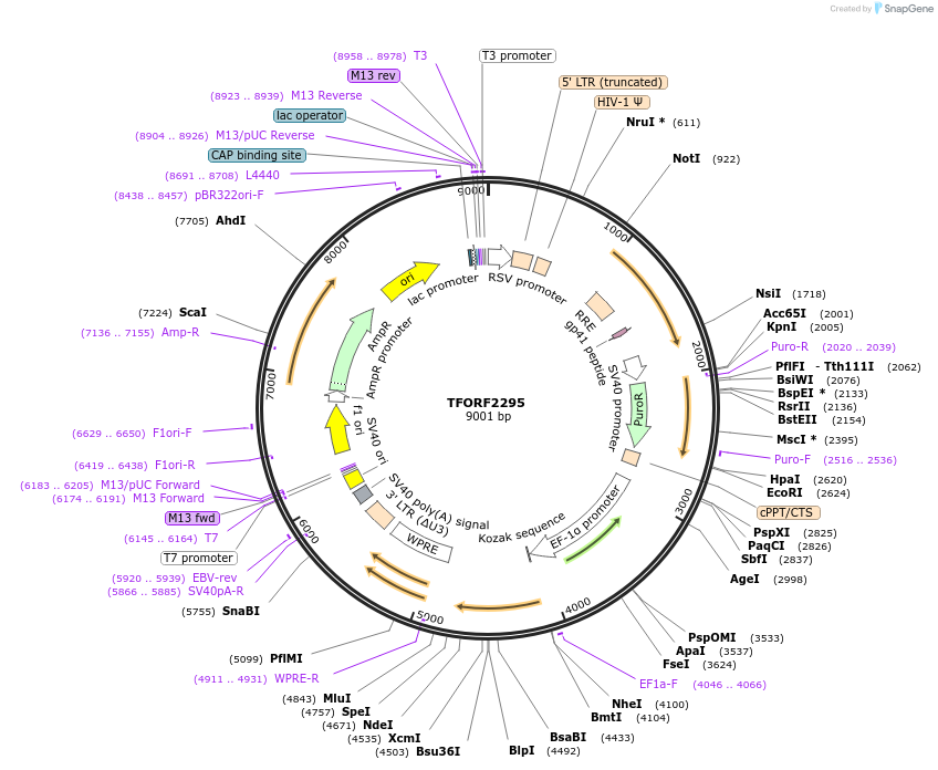 142015-plasmid-map-sequence-id-395916