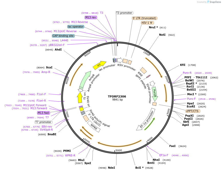 142022-plasmid-map-sequence-id-395920