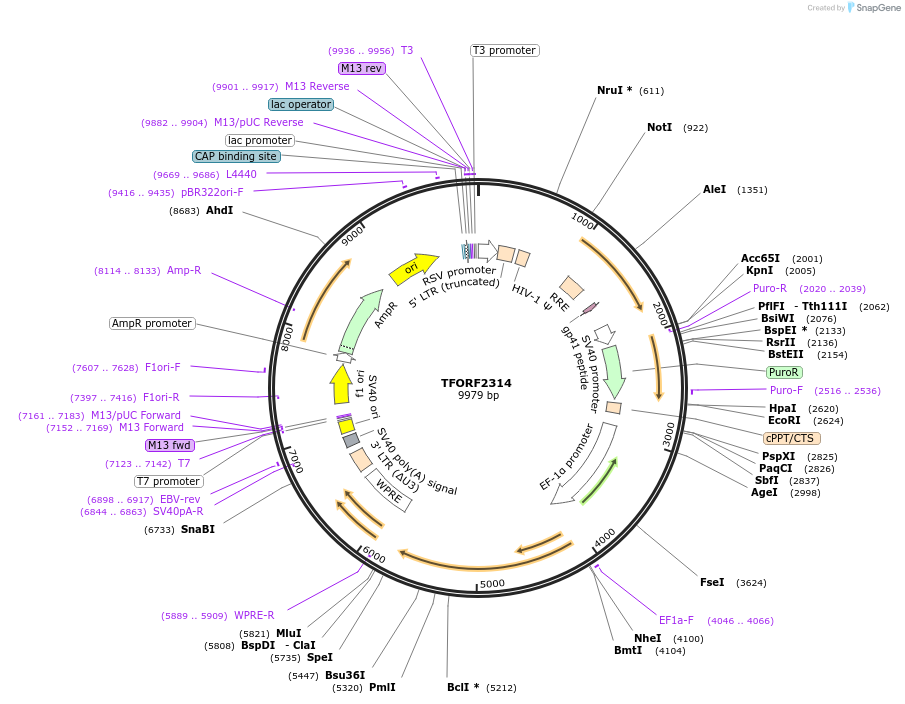 142029-plasmid-map-sequence-id-395922