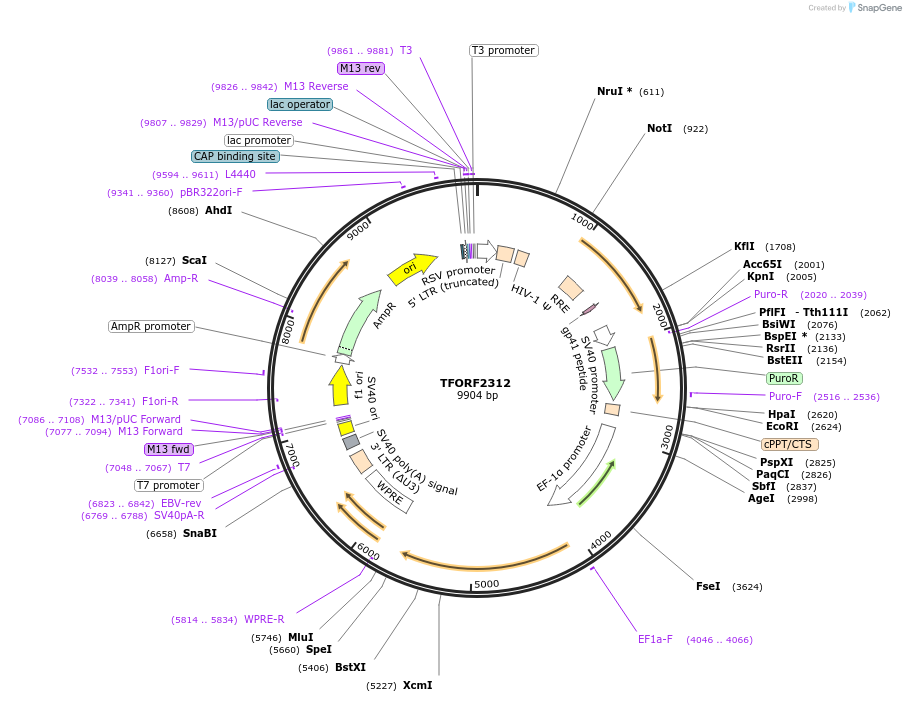 142028-plasmid-map-sequence-id-395923