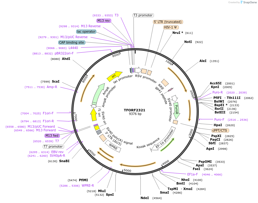 142034-plasmid-map-sequence-id-395926
