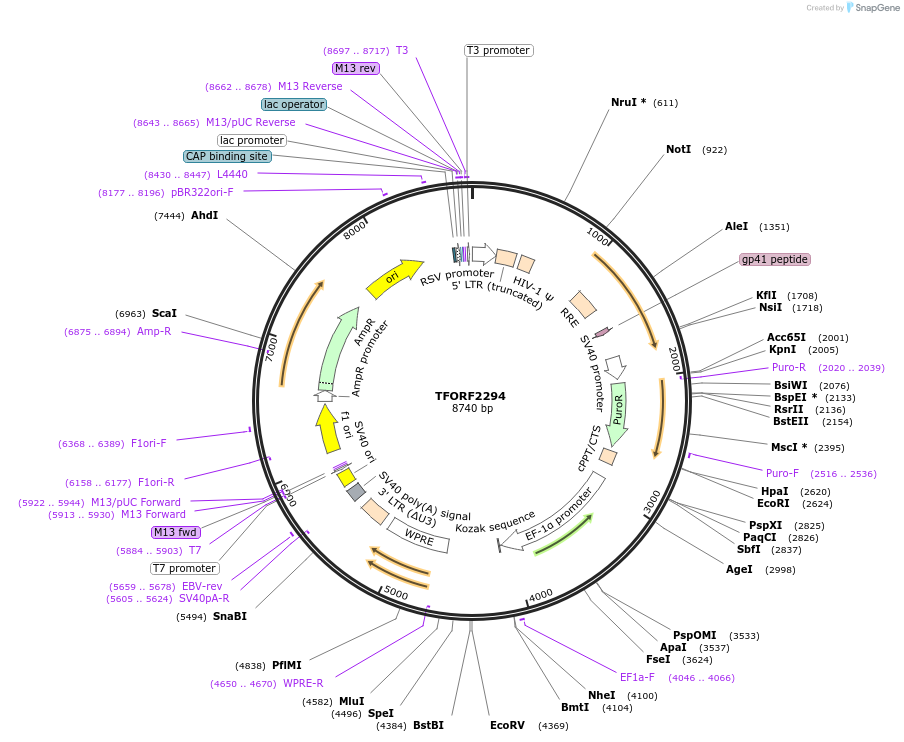 142014-plasmid-map-sequence-id-395927