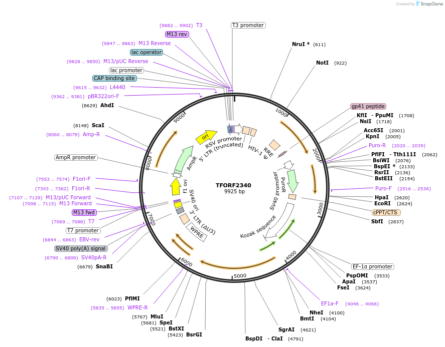 142039-plasmid-map-sequence-id-395928