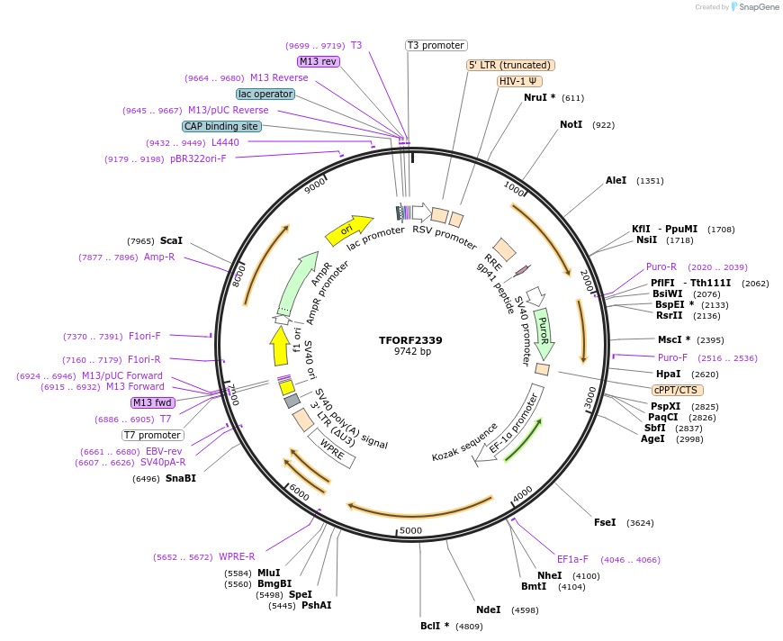 142038-plasmid-map-sequence-id-395929