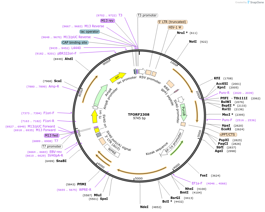 142024-plasmid-map-sequence-id-395932