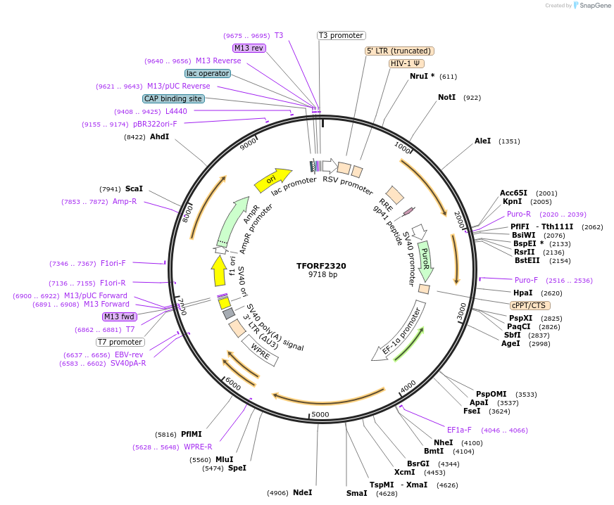 142033-plasmid-map-sequence-id-395933
