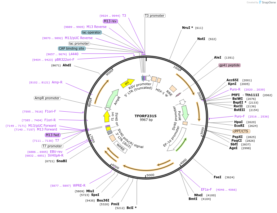 142030-plasmid-map-sequence-id-395934