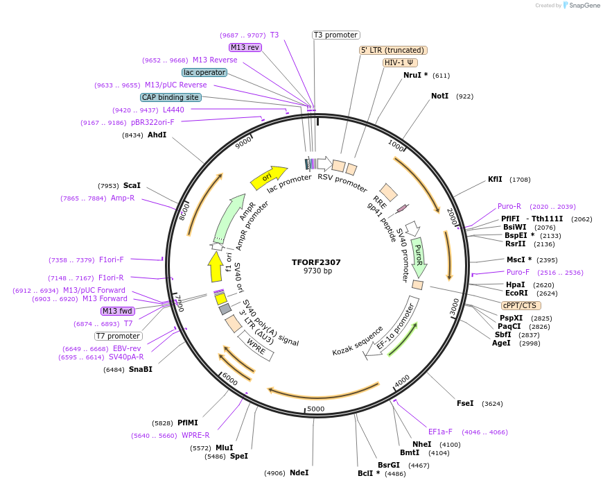 142023-plasmid-map-sequence-id-395935