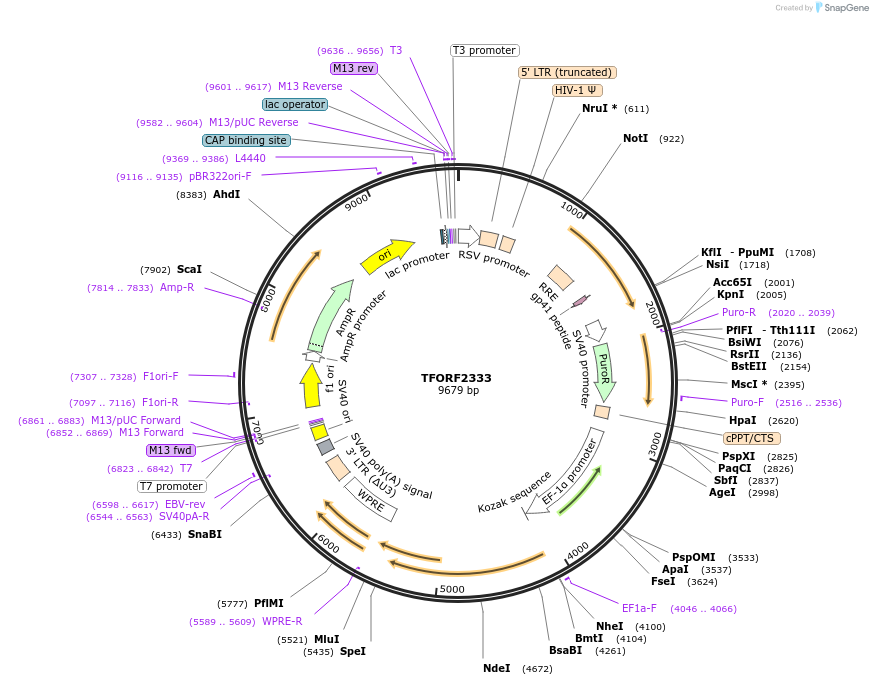 142035-plasmid-map-sequence-id-395937